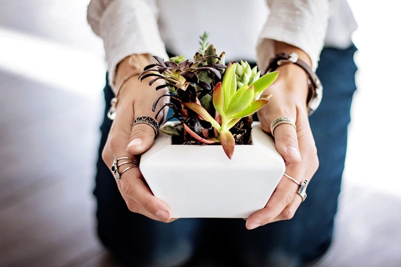 Magic plant care